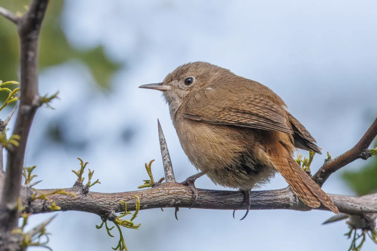 Ratón de Casa Meridional