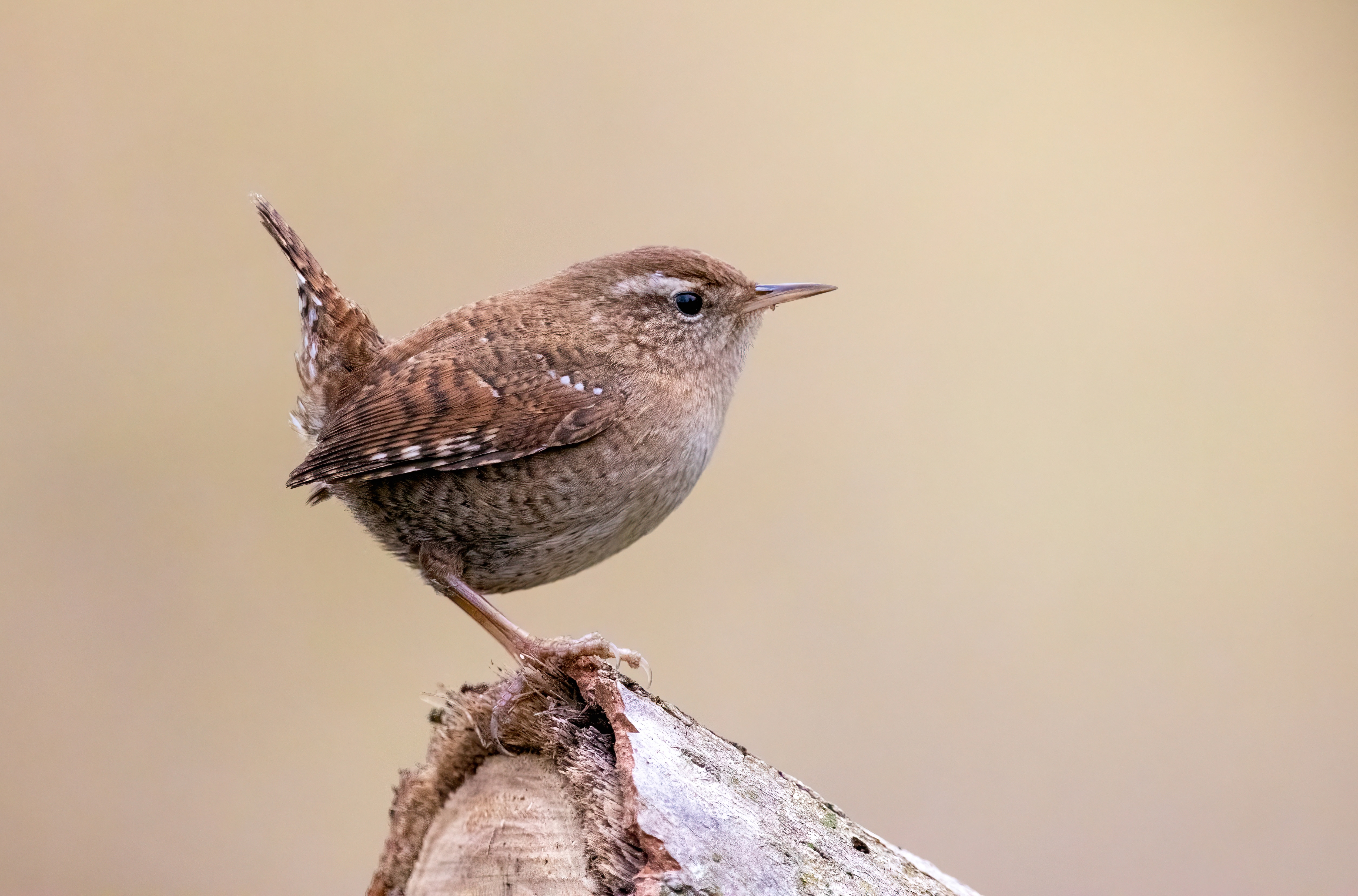 Eurasian Wren
