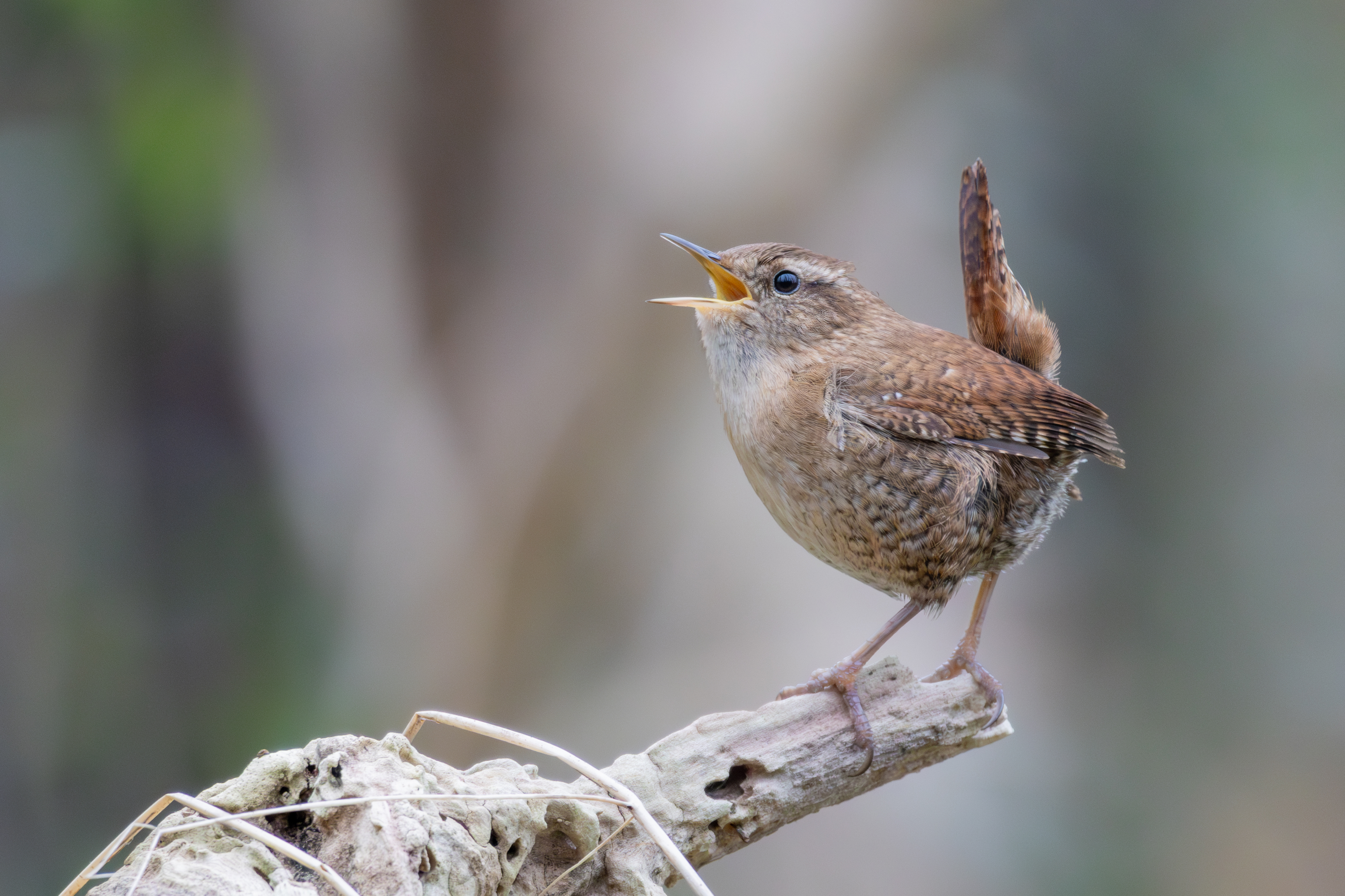 Eurasian Wren