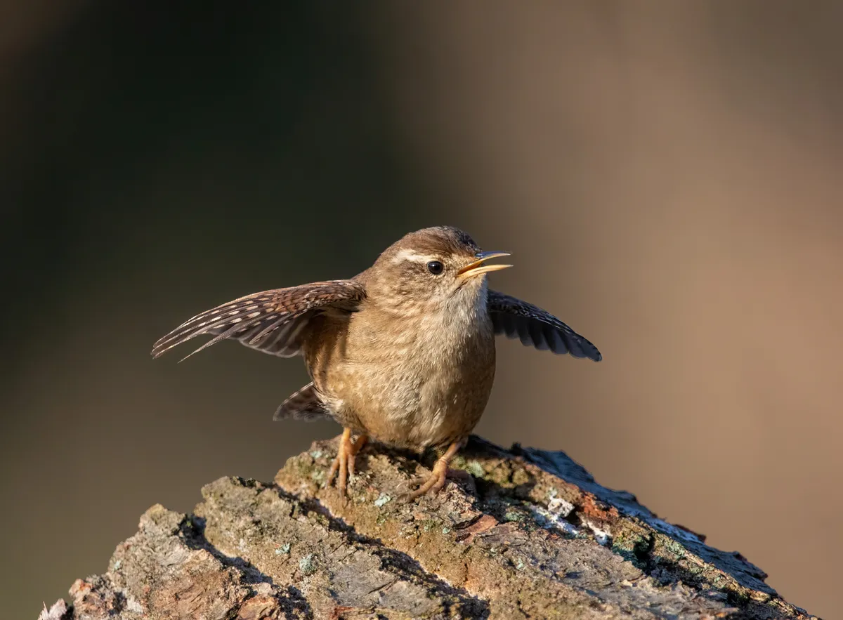 Eurasian Wren