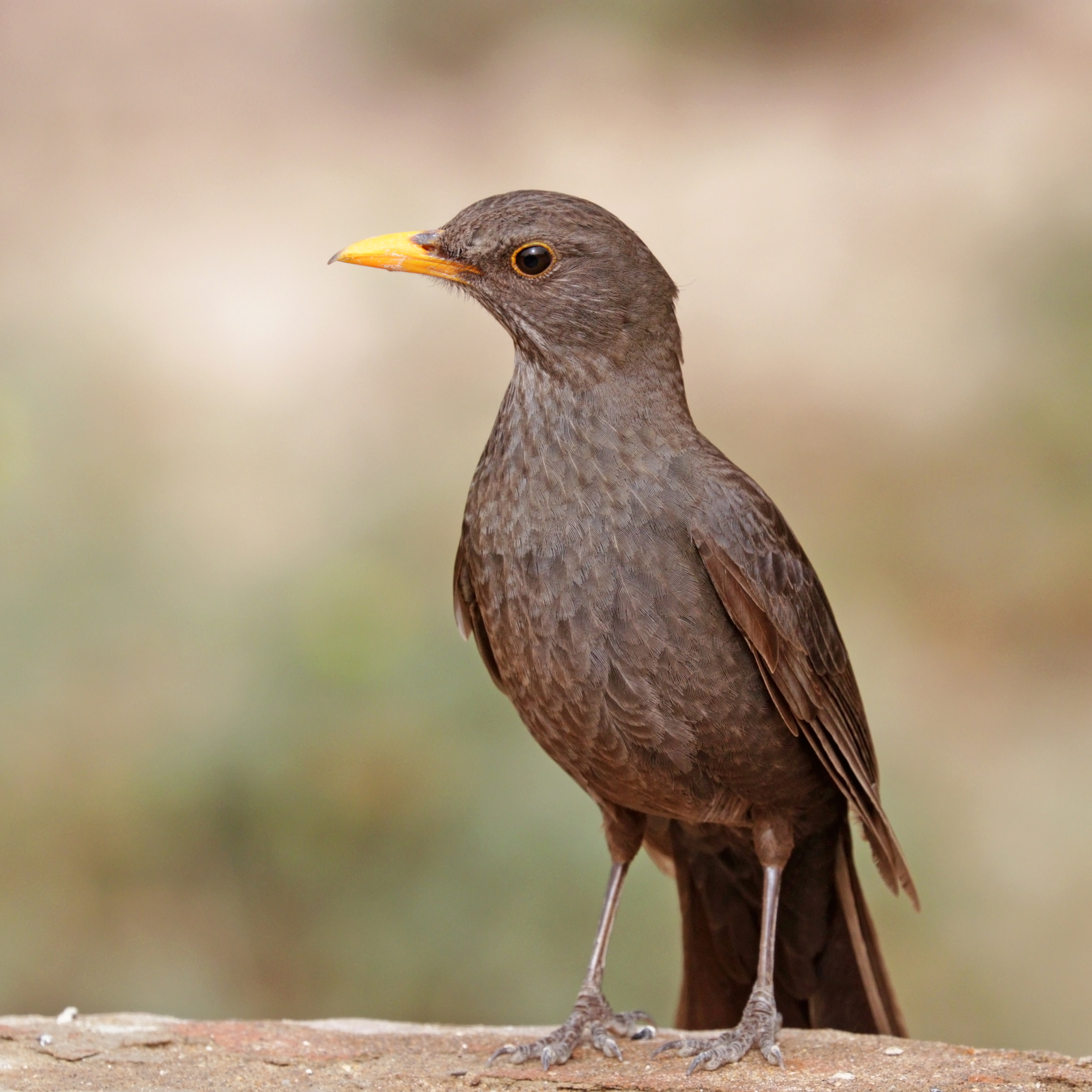 Eurasian Blackbird