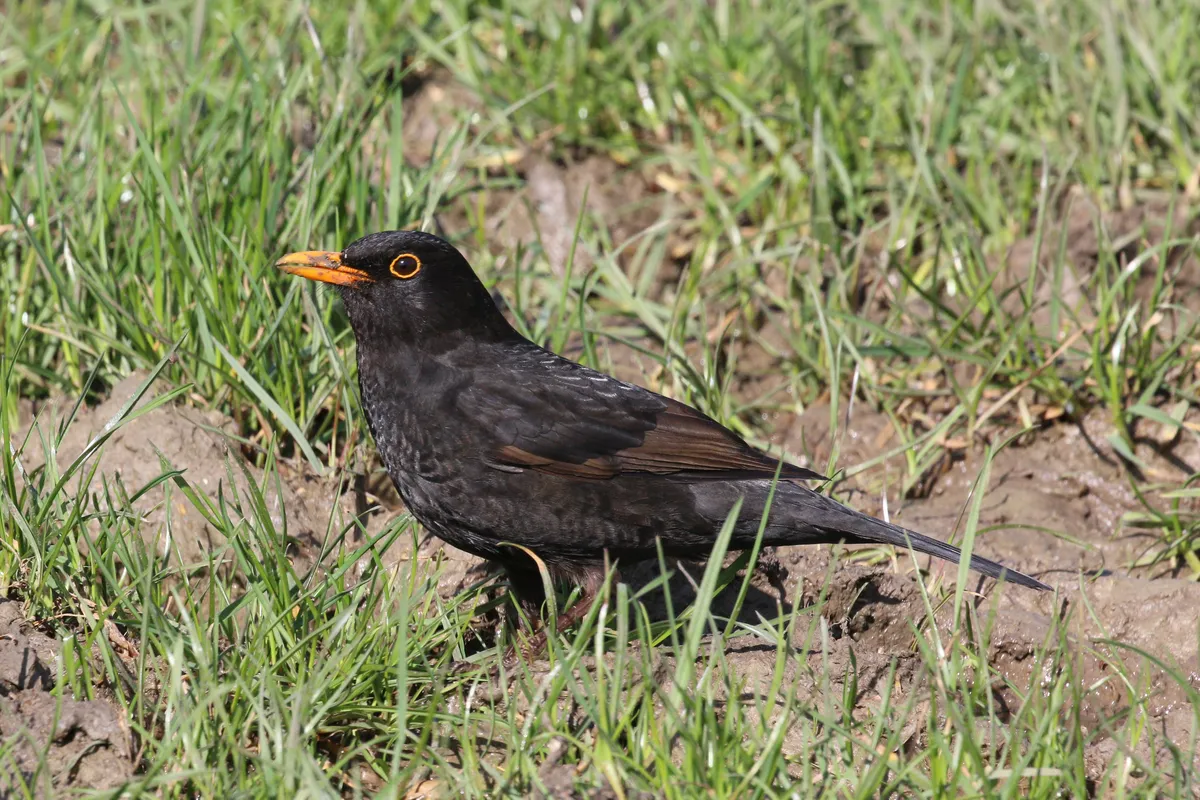 Eurasian Blackbird