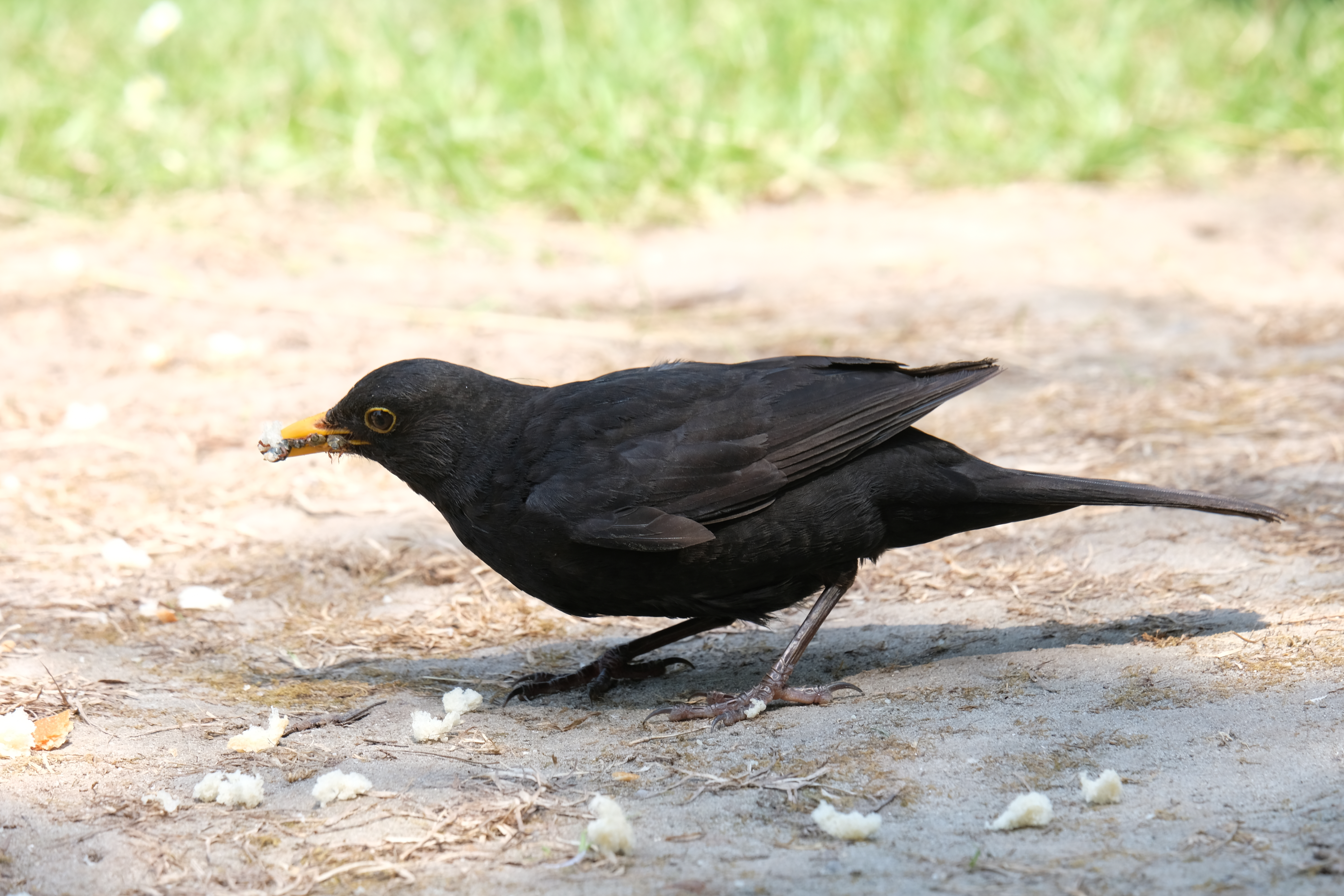 Eurasian Blackbird