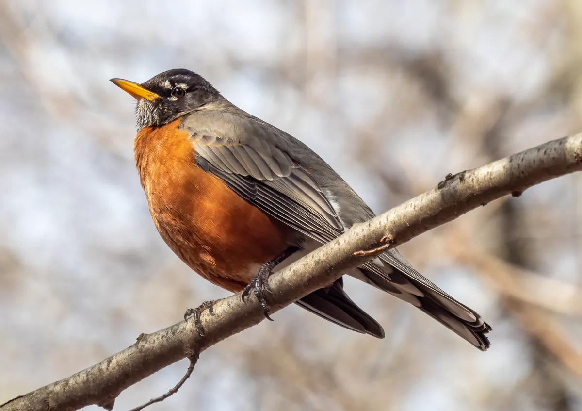 American Robin