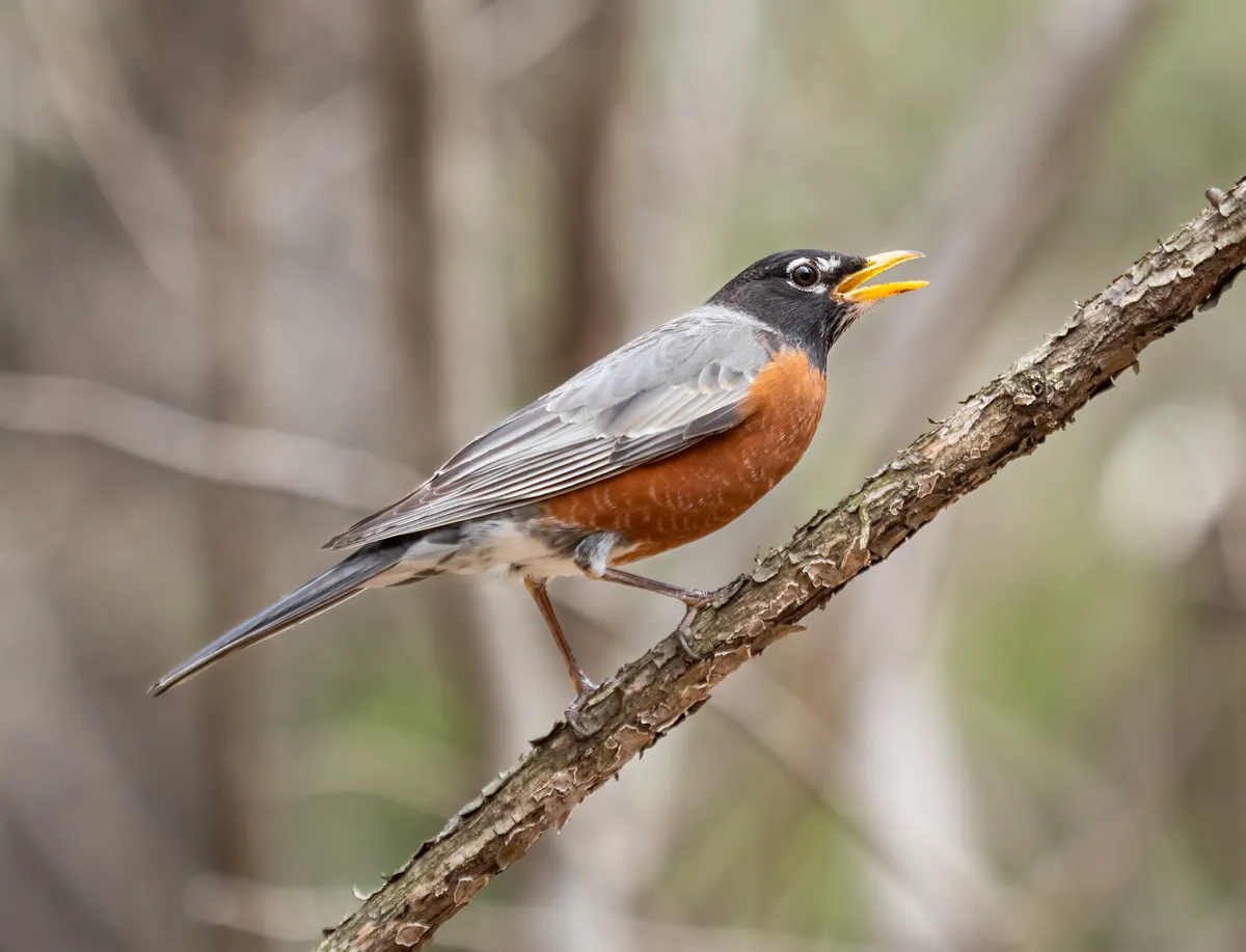 American Robin