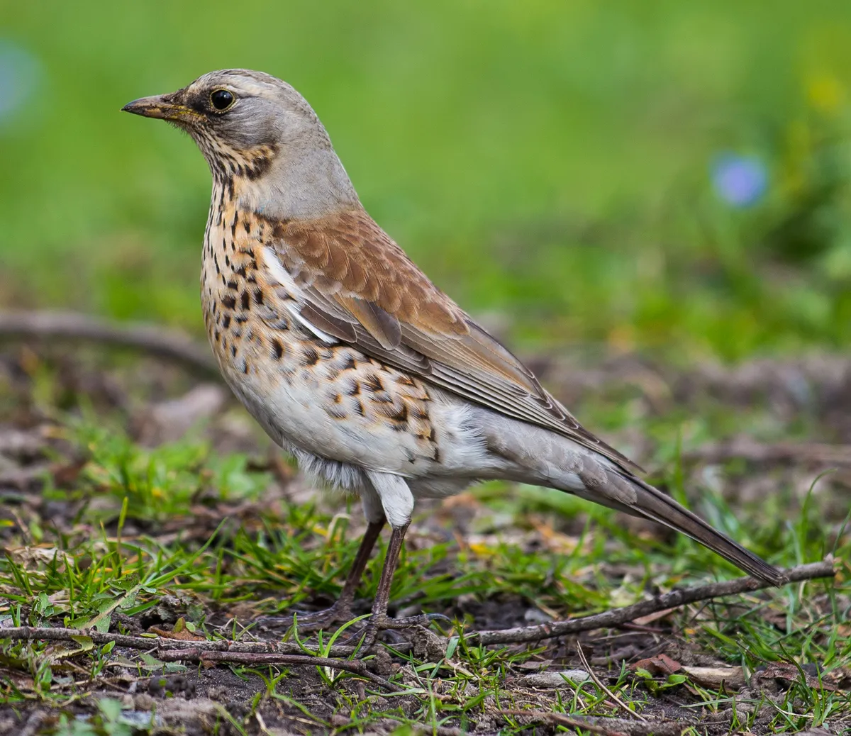 Turdus pilaris