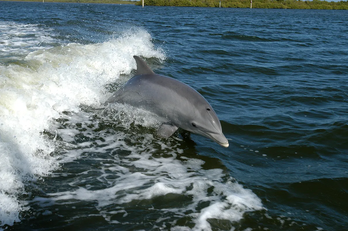 Common Bottlenose Dolphin