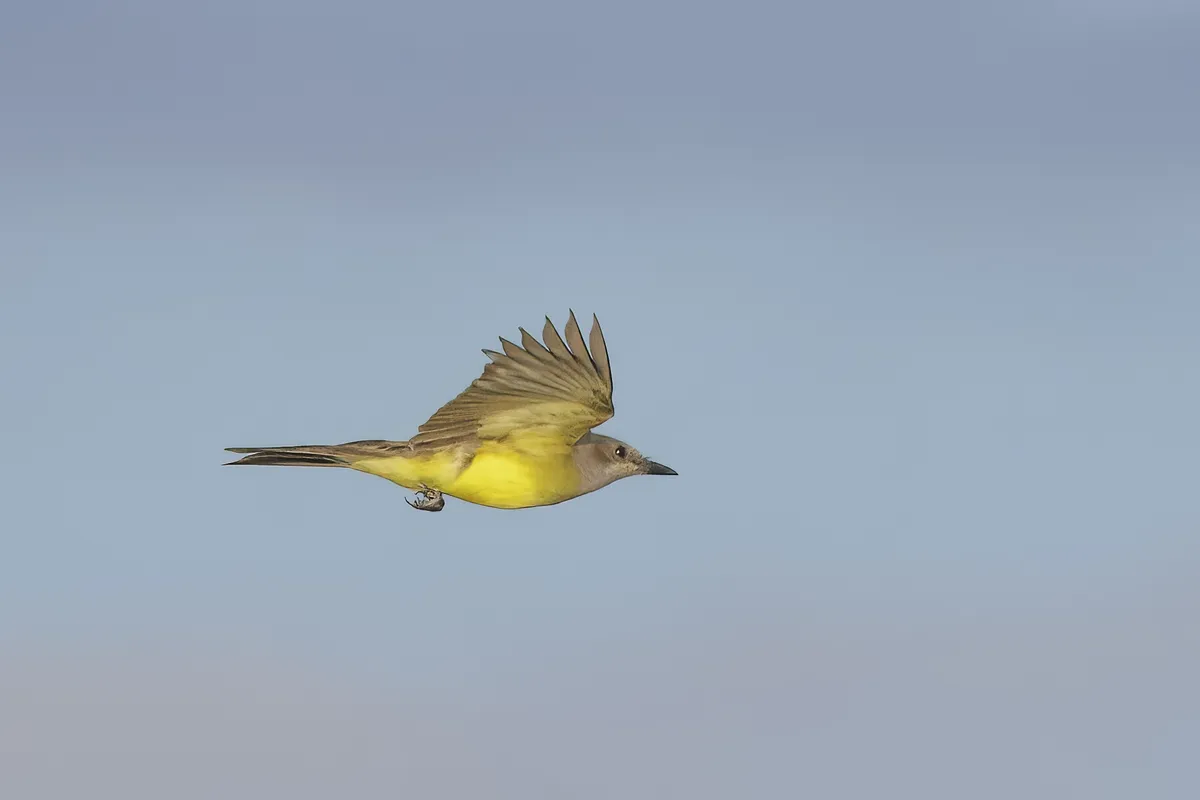 Tropical Kingbird