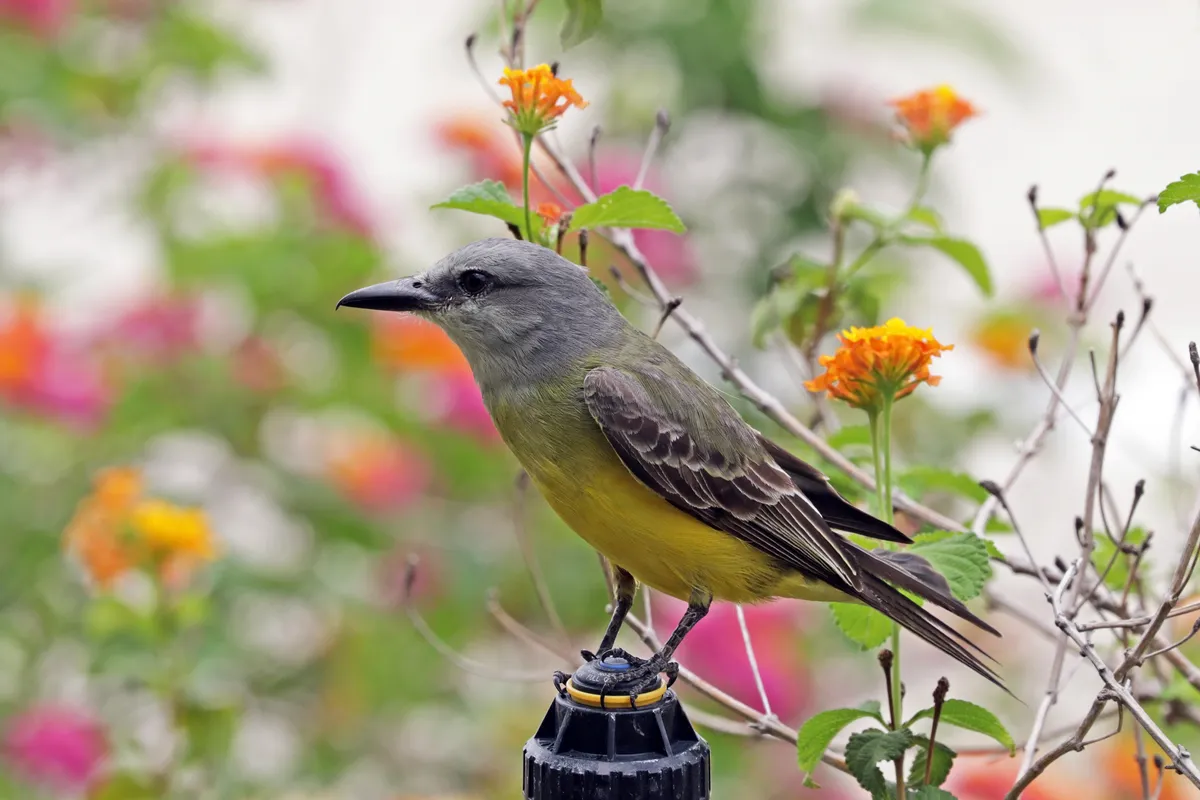 Tropical Kingbird