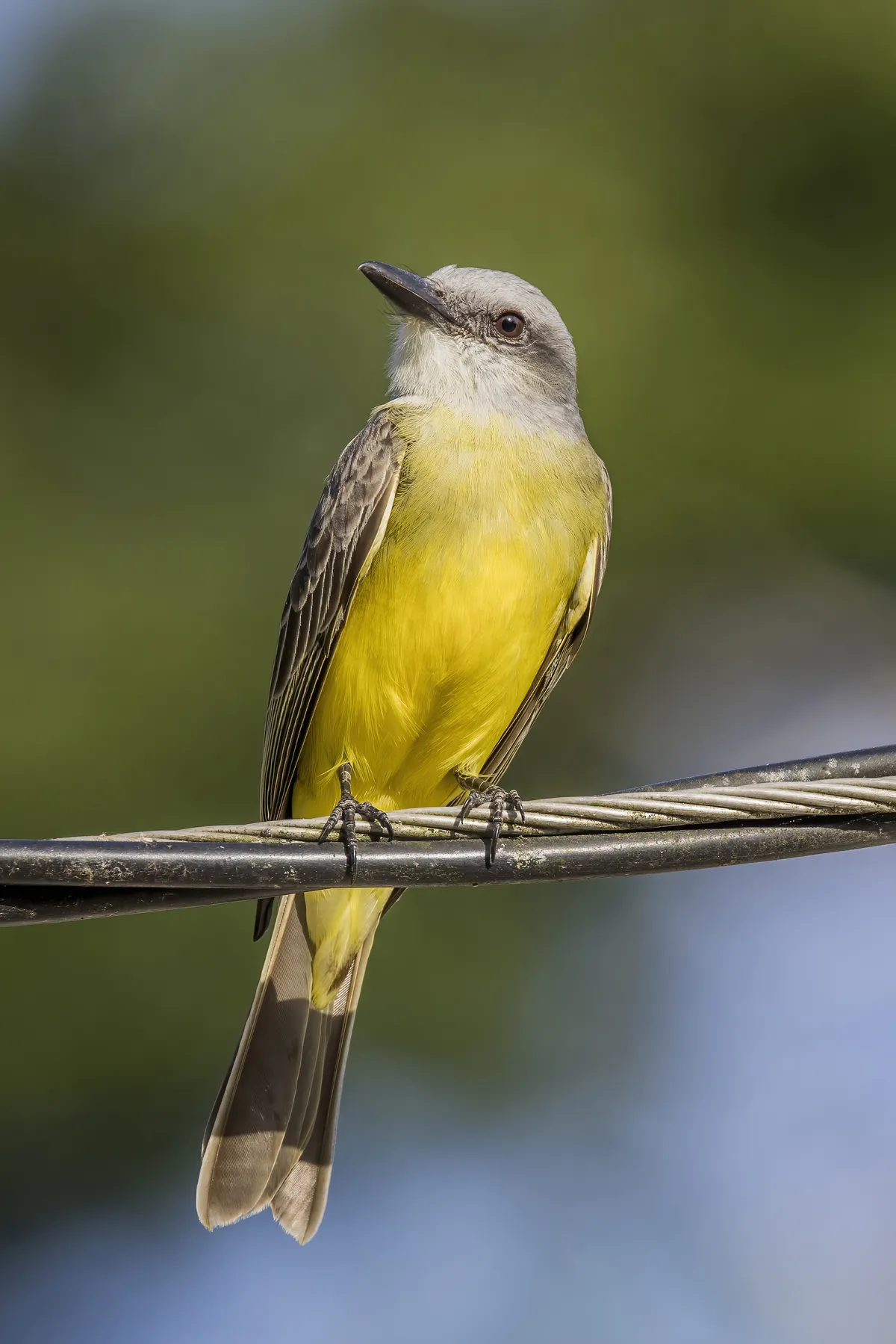 Tropical Kingbird
