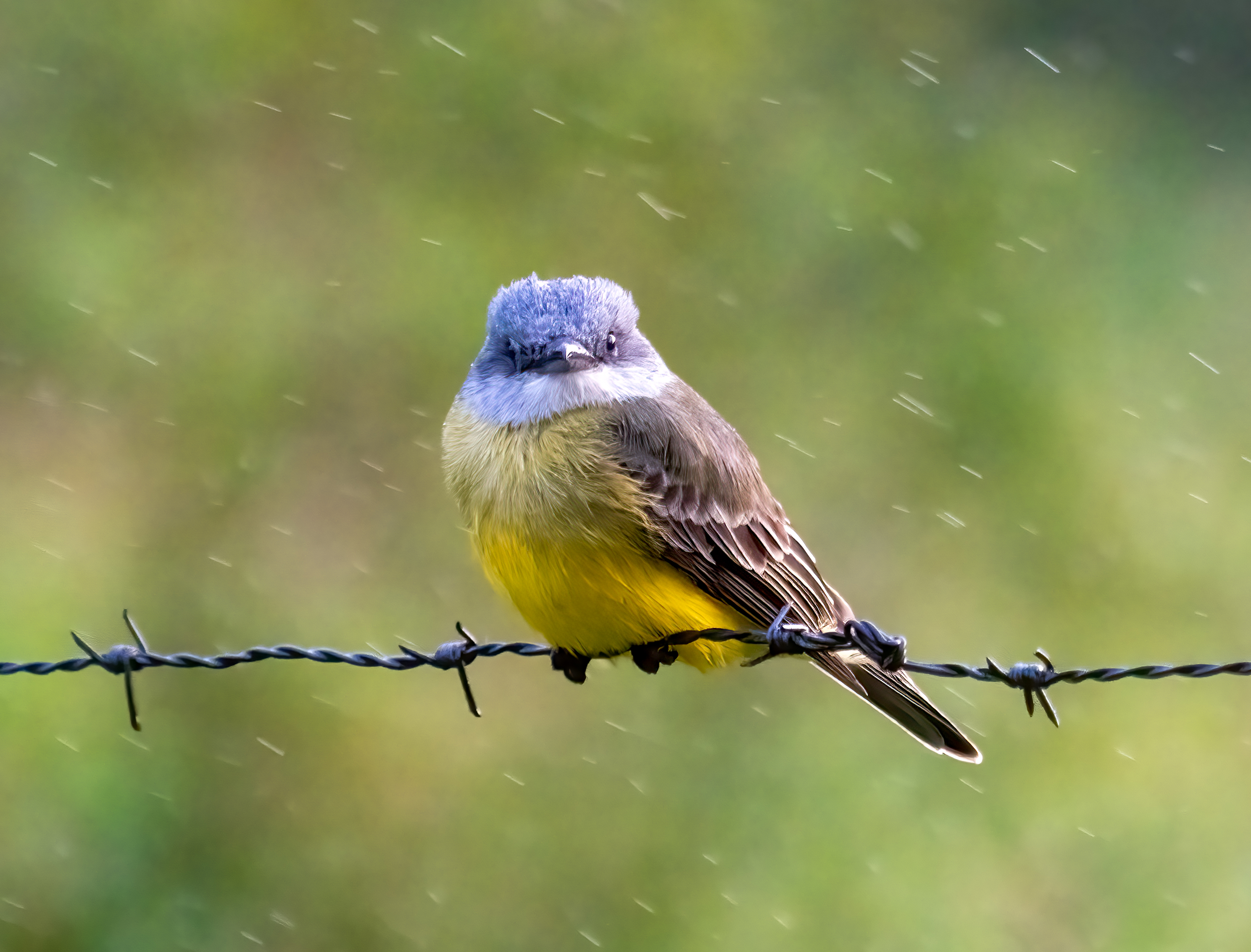 Tropical Kingbird