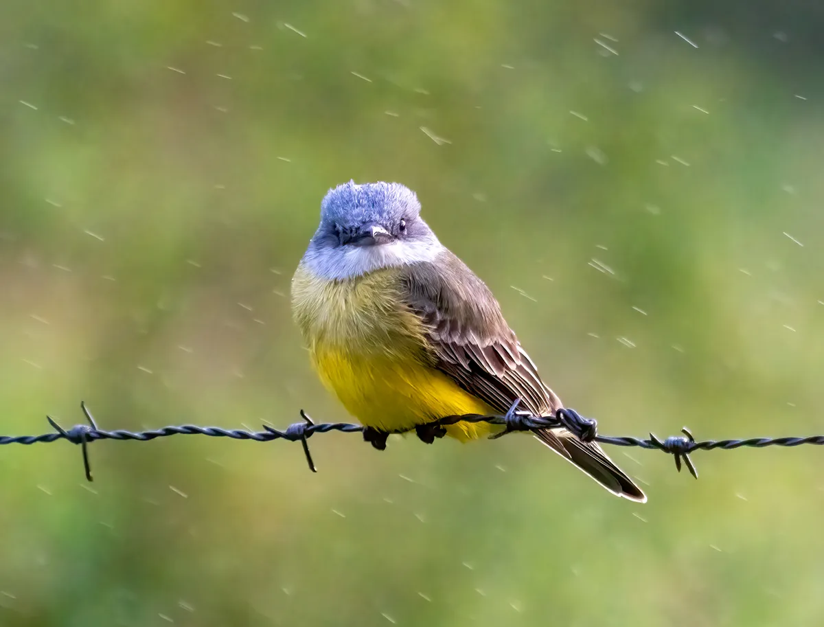Tropical Kingbird