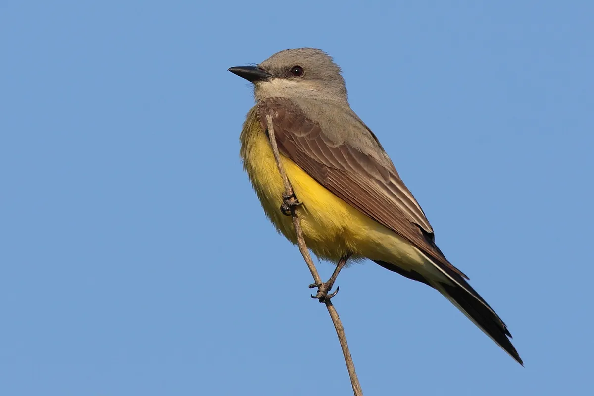 Western Kingbird