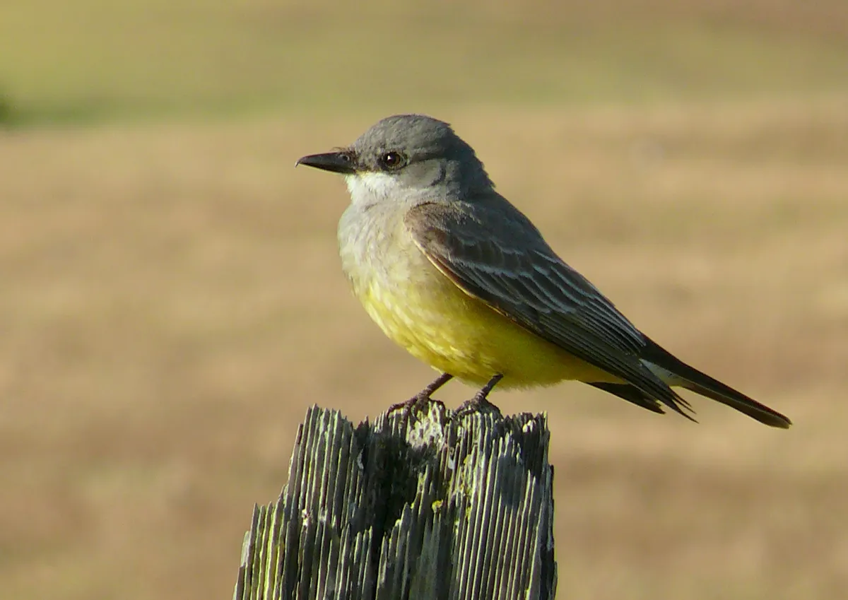 Western Kingbird