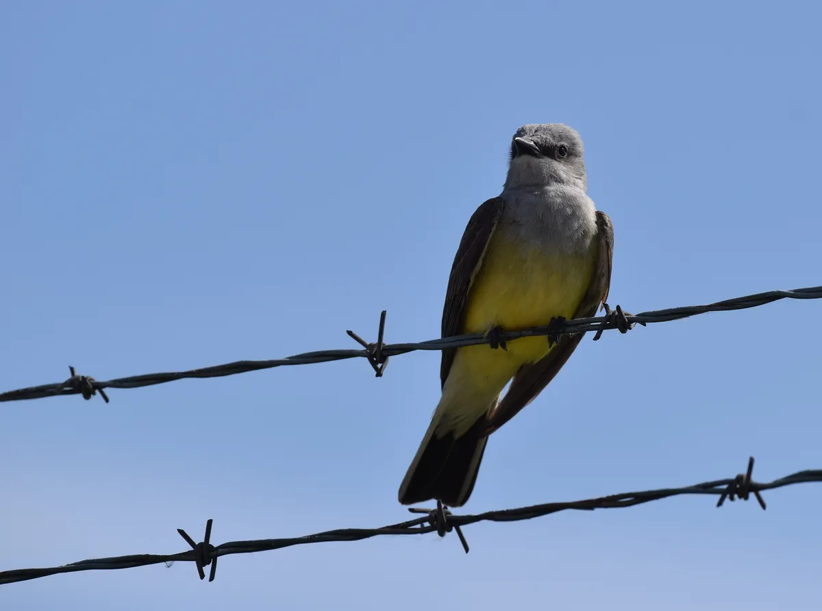 Western Kingbird