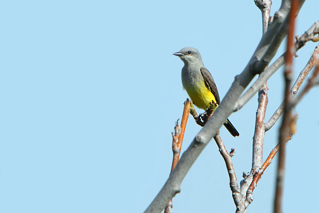 Western Kingbird