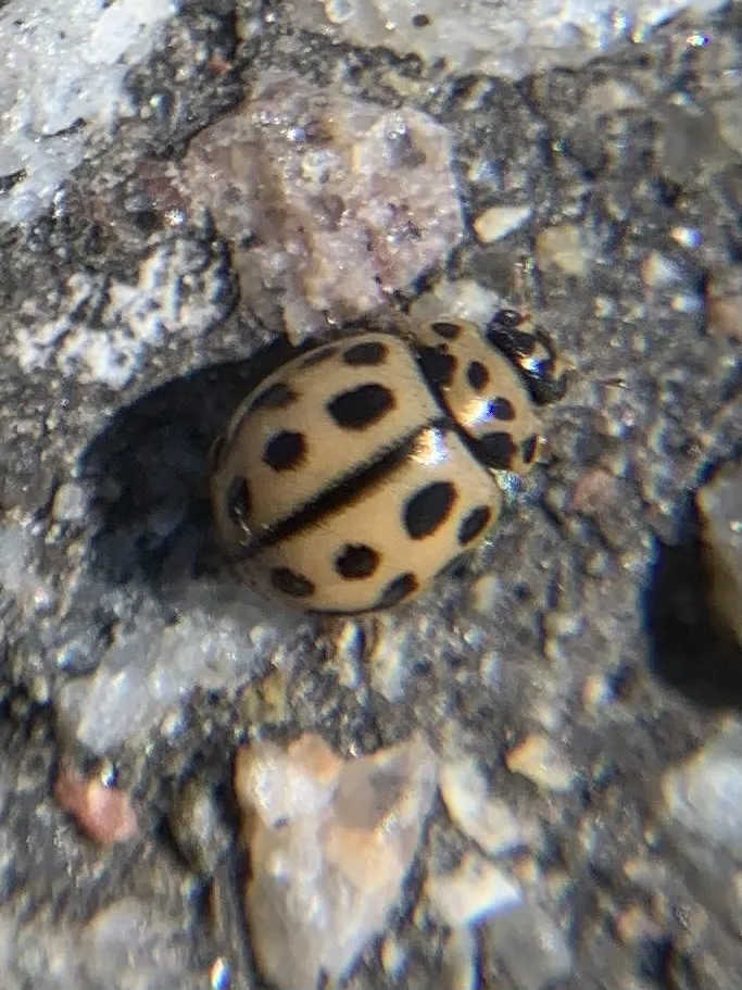 Tytthaspis sedecimpunctata