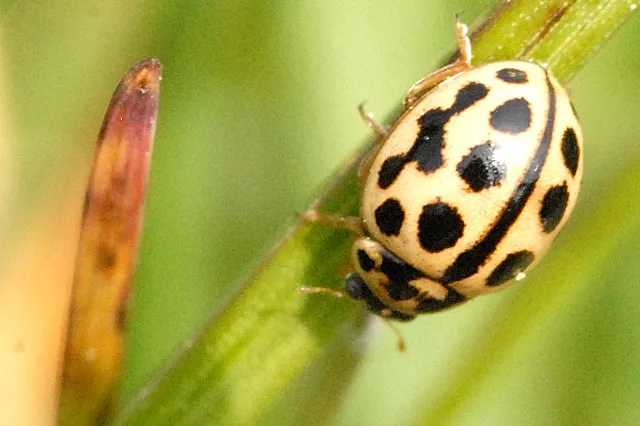 Mariquita de 16 puntos