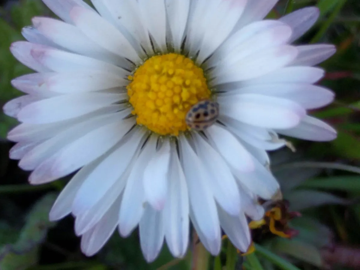 Mariquita de 16 puntos