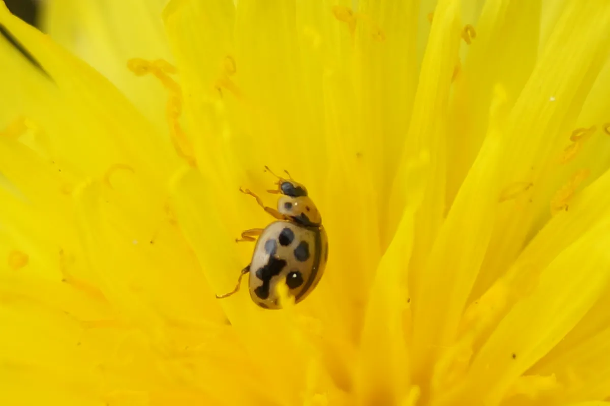 Mariquita de 16 puntos