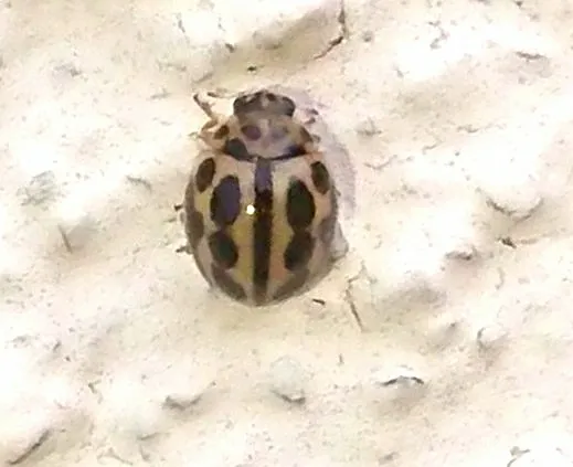 Mariquita de 16 puntos