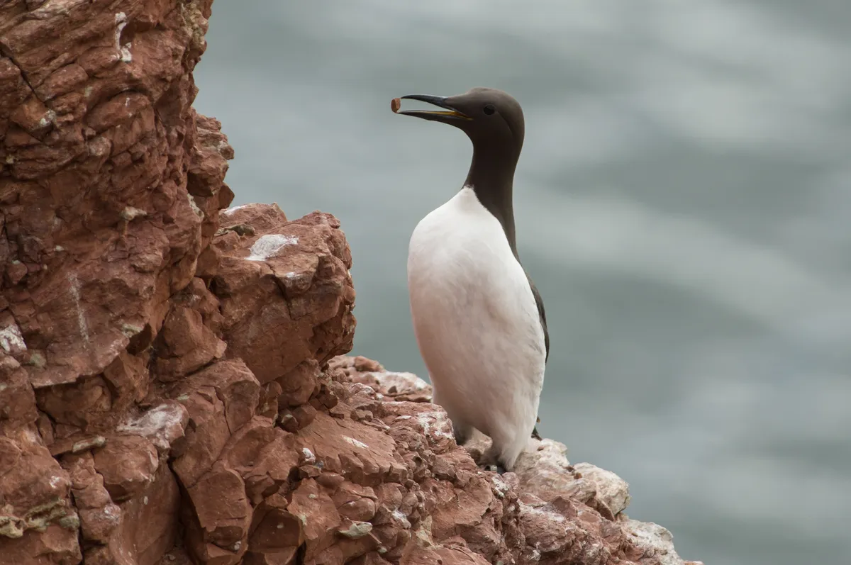 Common Murre / Guillemot