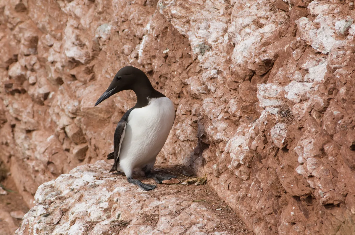 Common Murre / Guillemot