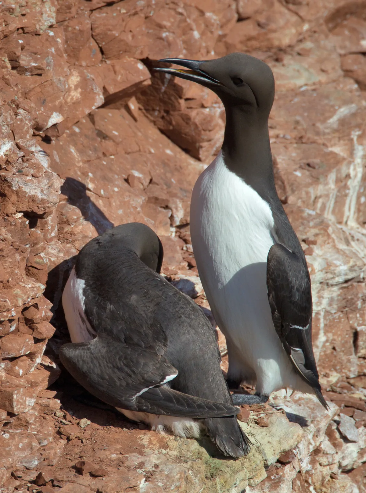 Common Murre / Guillemot