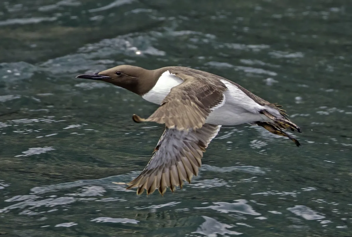 Common Murre / Guillemot