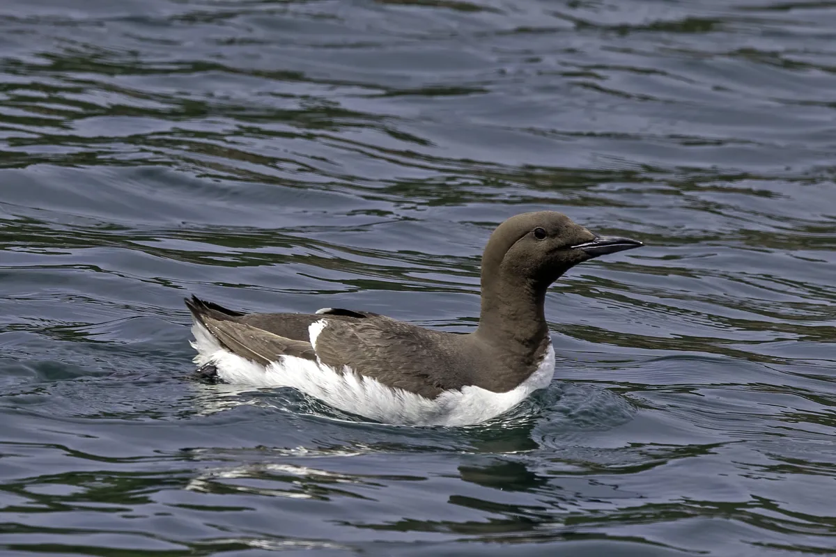 Common Murre / Guillemot