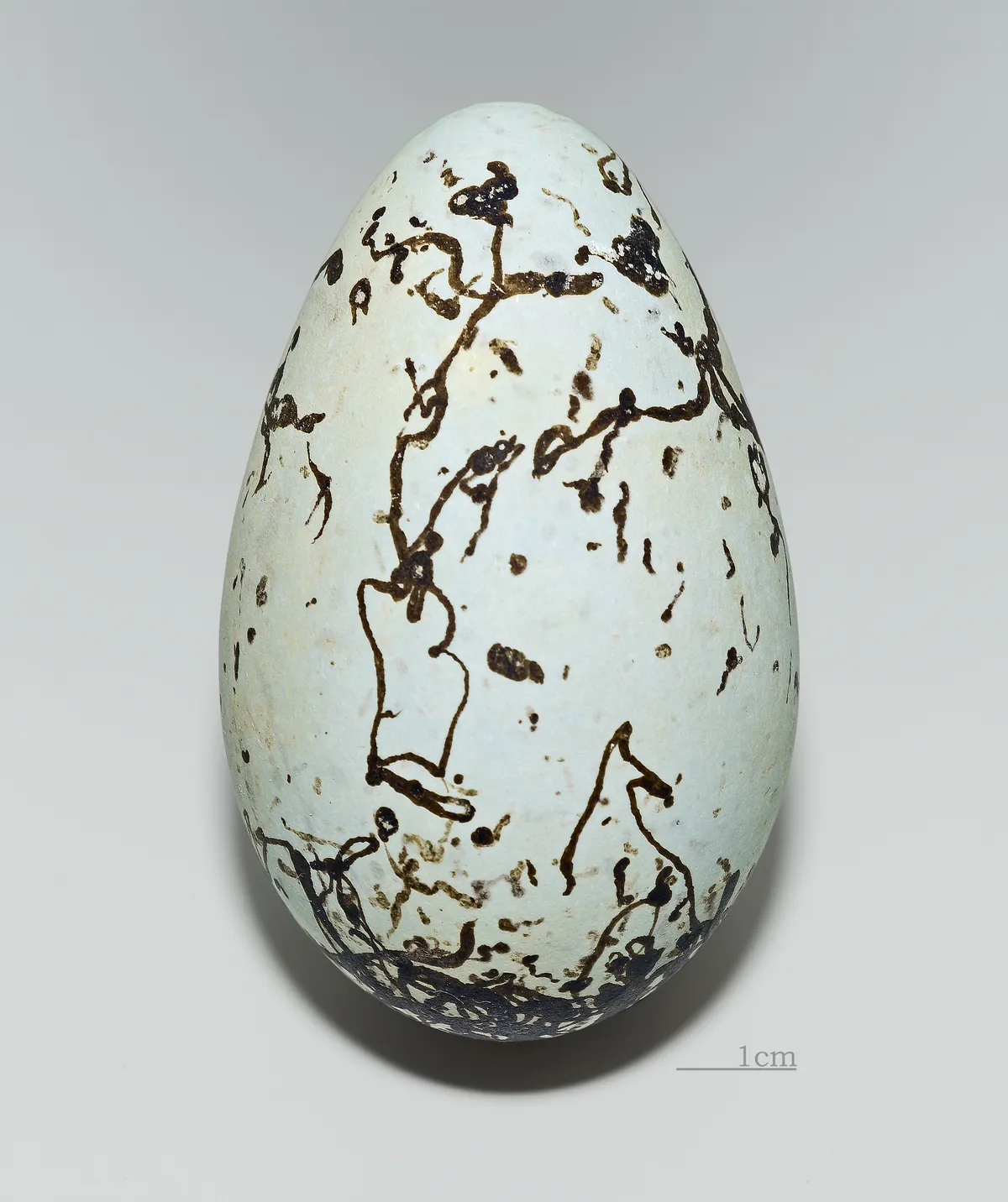 Common Murre / Guillemot