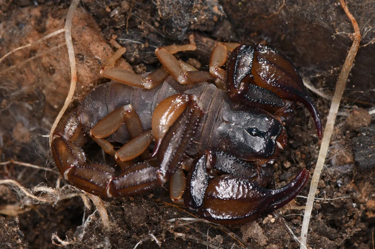 Escorpión de California