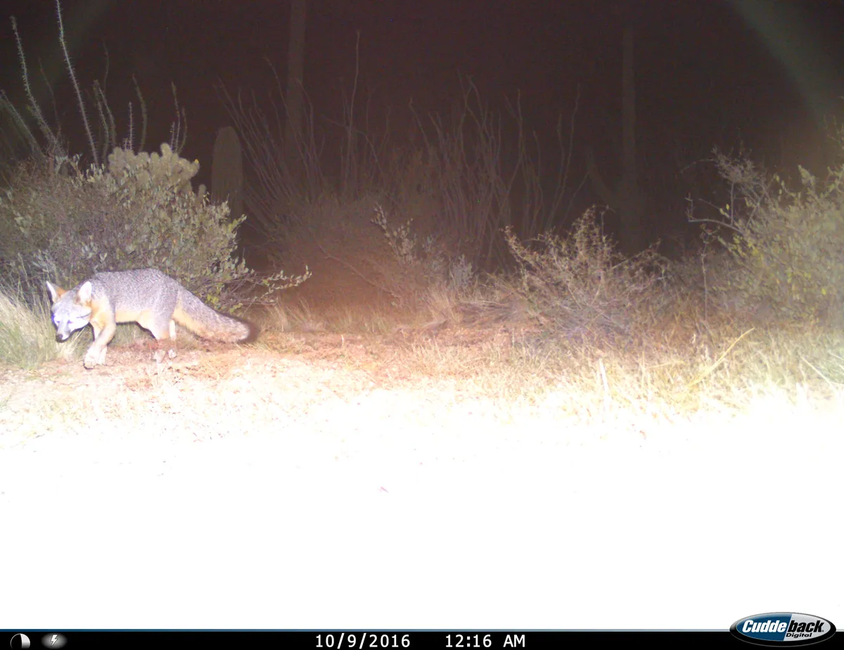 Urocyon cinereoargenteus