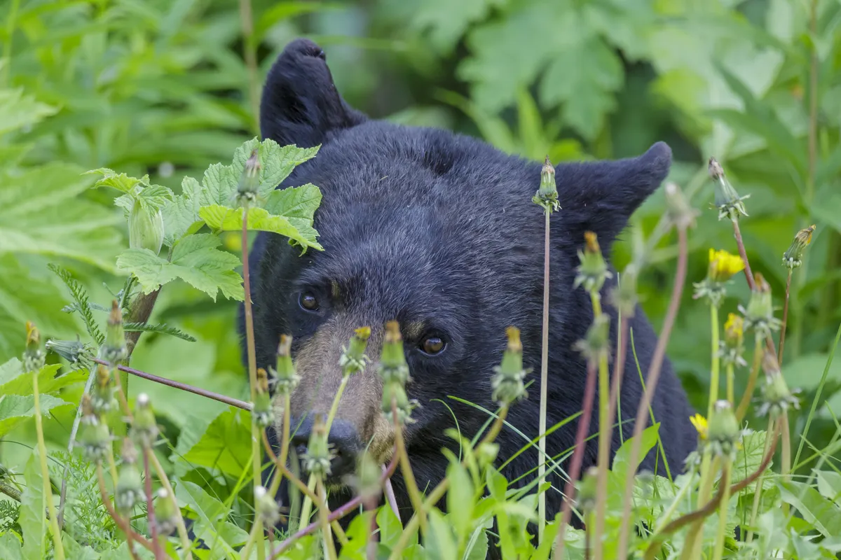 American Black Bear