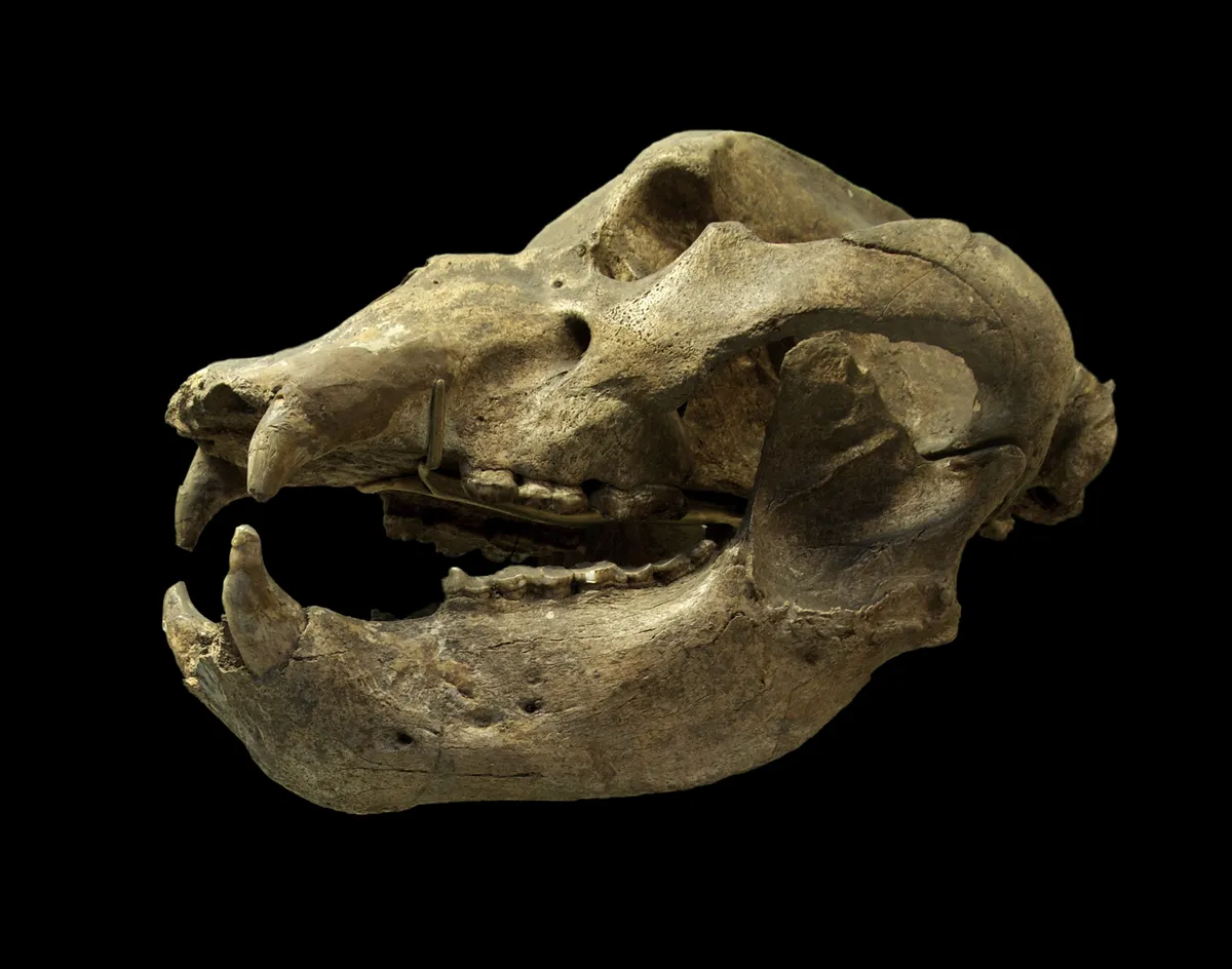 Cave Bear
