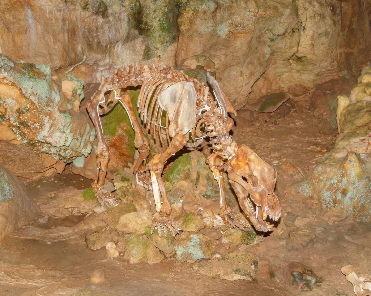 Cave Bear