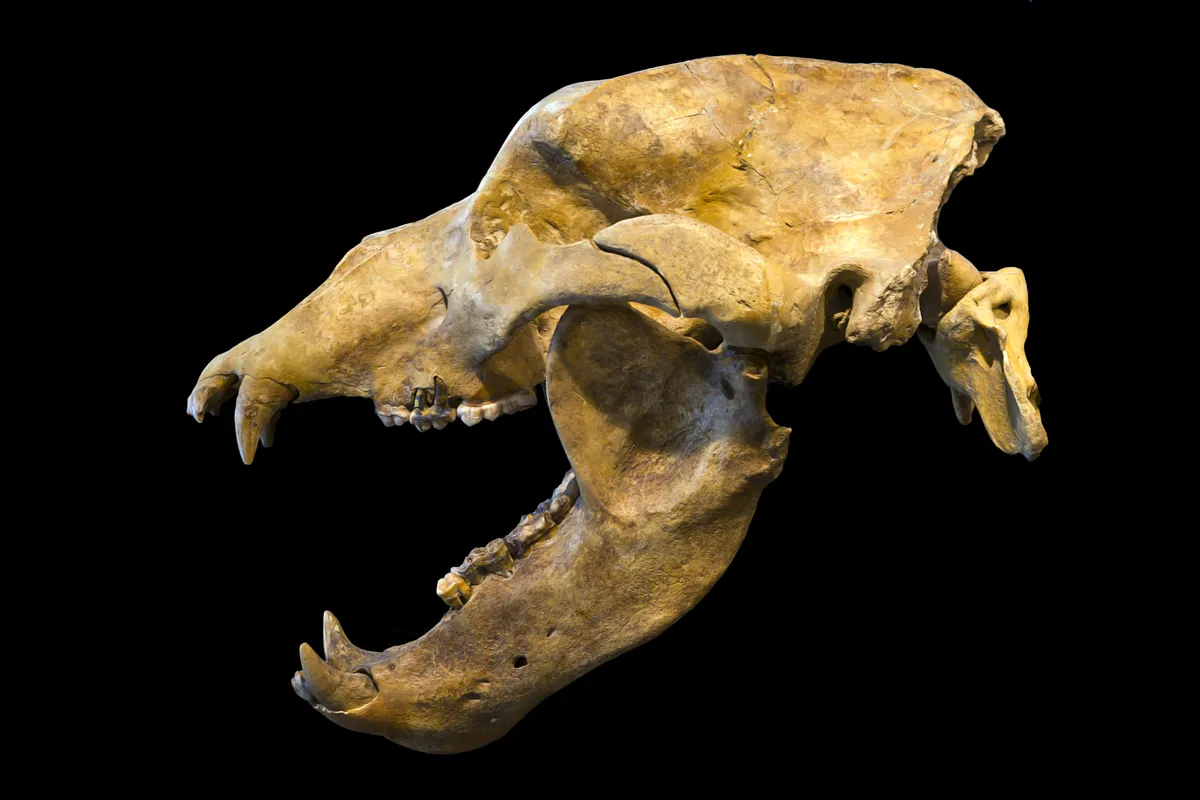 Cave Bear