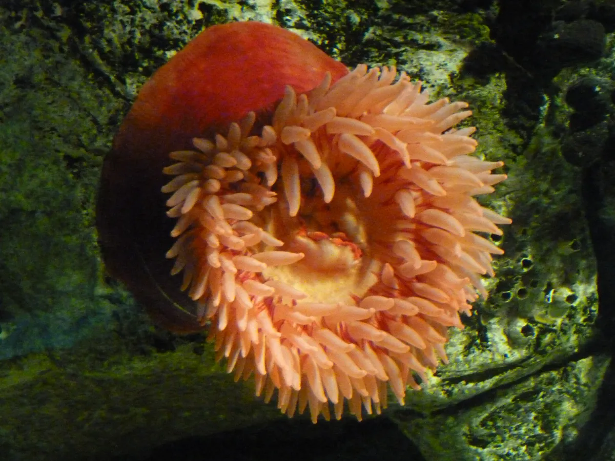 Anémona Roja Costrosa