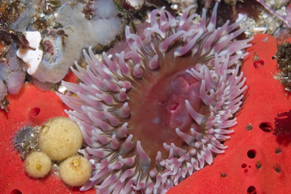 Leathery Sea Anemone