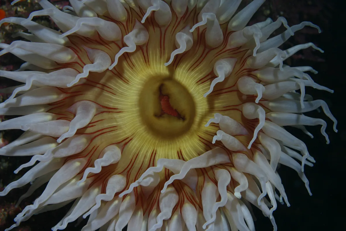 Velvety Red Anemone