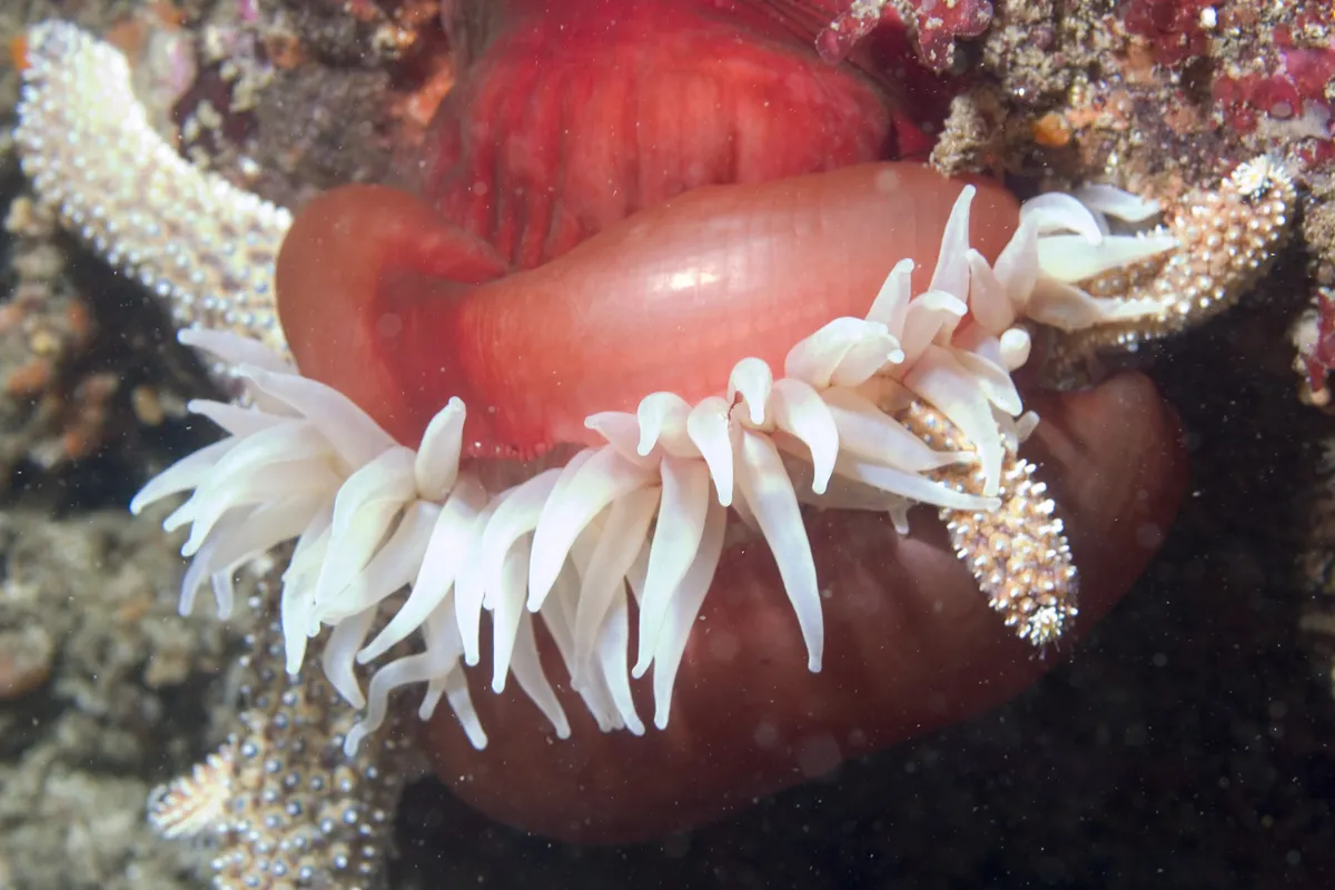 Velvety Red Anemone