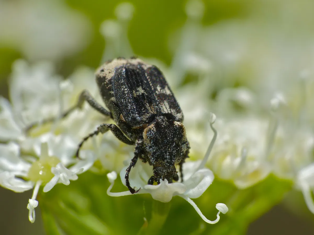 Bug Flower Chafer