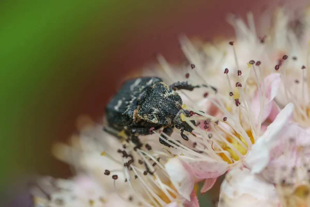 Bug Flower Chafer