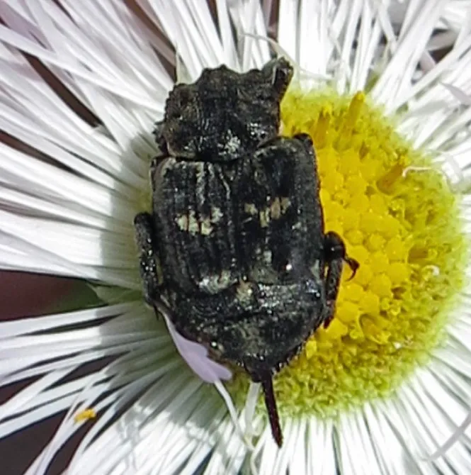 Bug Flower Chafer