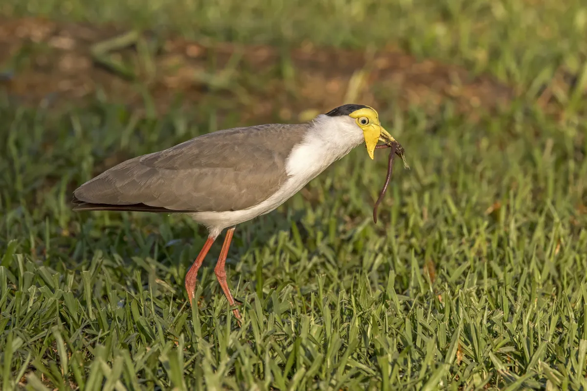 Avefría Enmascarada