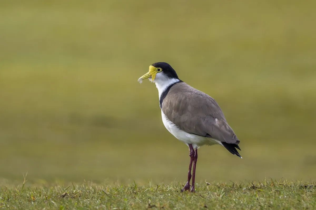 Avefría Enmascarada