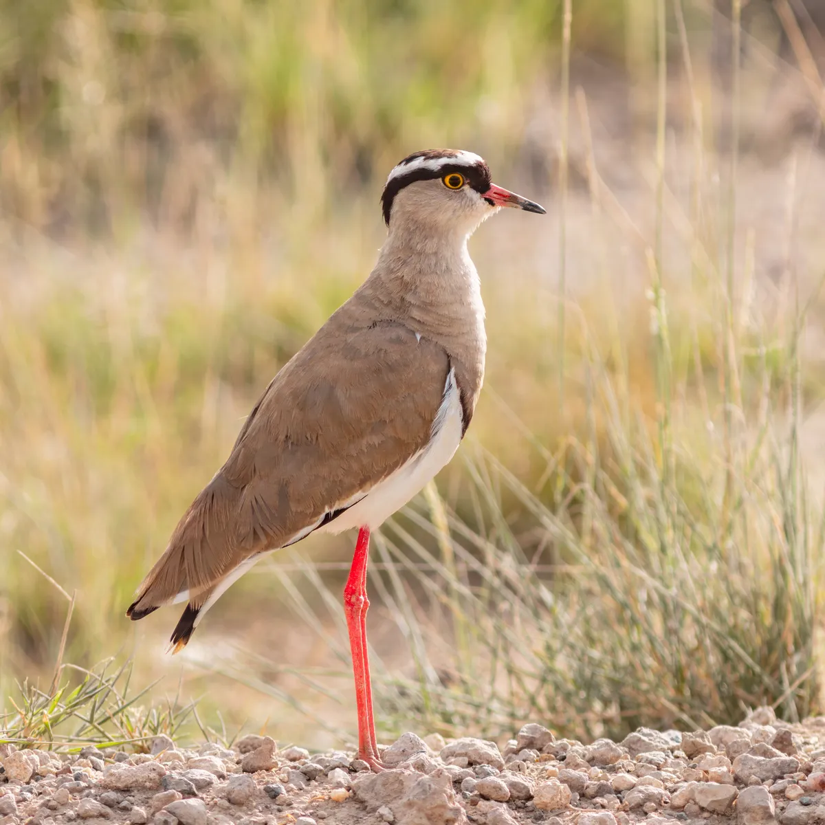 Northern Lapwing