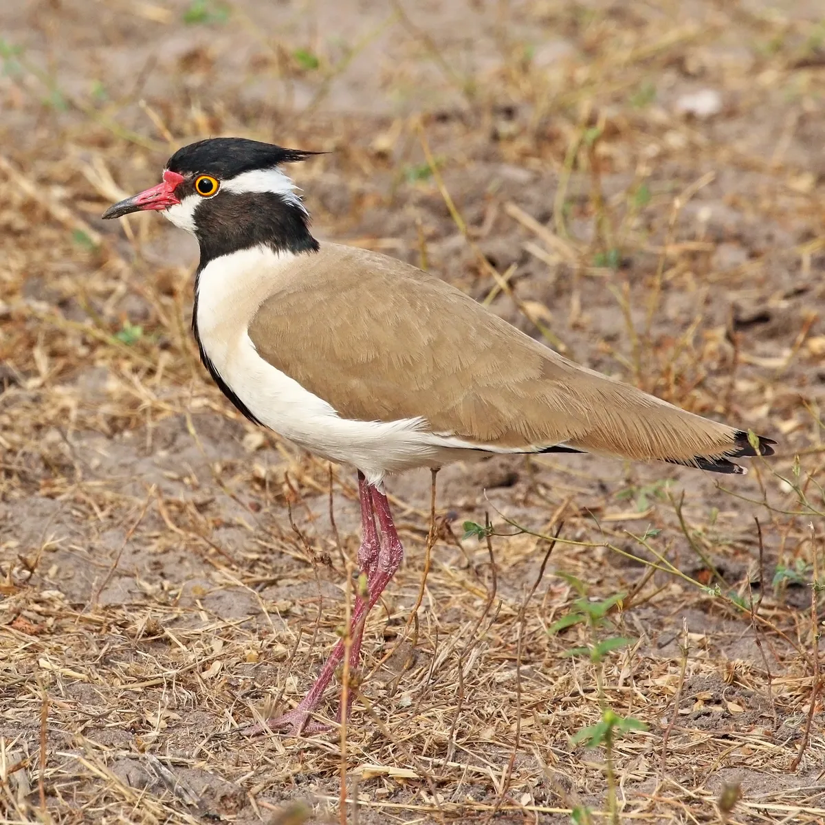 Northern Lapwing