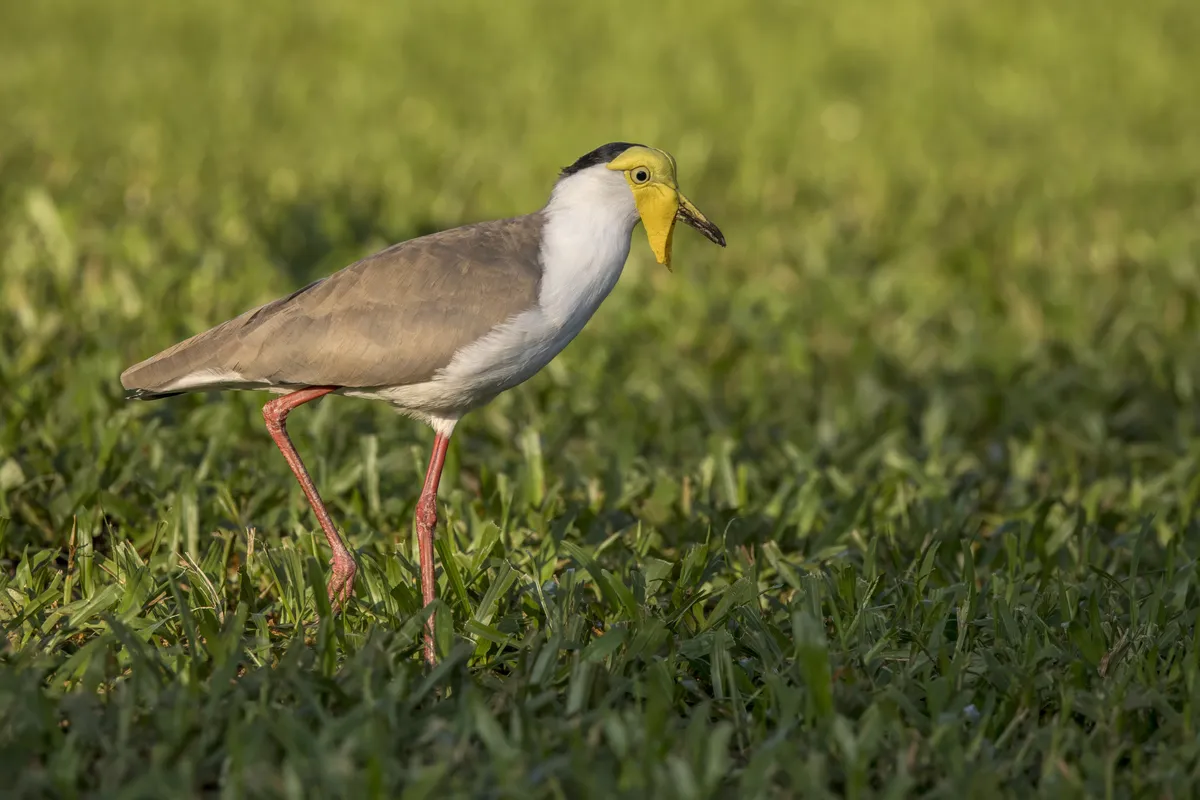 Northern Lapwing