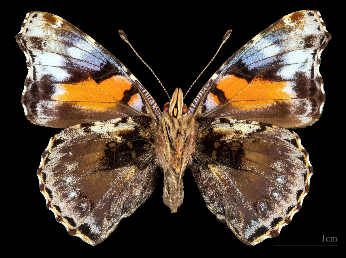 Red Admiral
